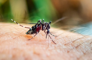 Опасные Азиатские тигровые комары в Нетании: что нужно знать и как защититься