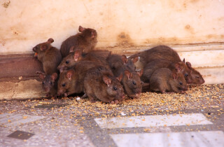 Полчища крыс вышли на центральные улицы Нетании