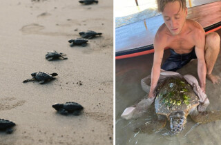 Морская черепаха была спасена на пляже Сиронит