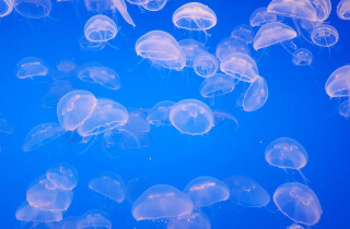Медузы покидают наши пляжи! Где можно за ними следить онлайн?