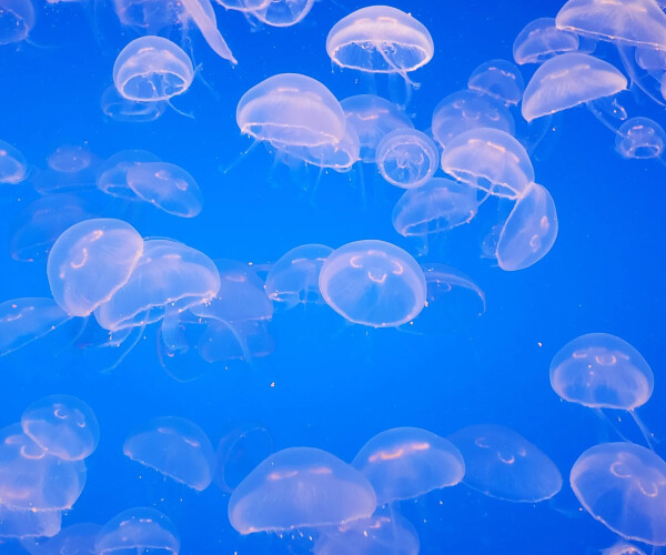 Медузы покидают наши пляжи! Где можно за ними следить онлайн?