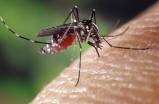 Опасные комары в Нетании