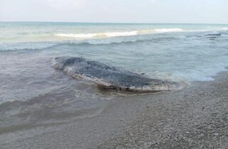 На пляж Полег выбросило тушу мертвого кита