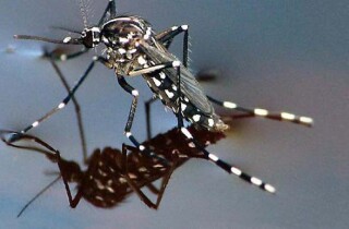 Опасный сезон комаров