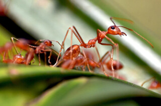 Сезон огненных муравьев! Будьте осторожны!
