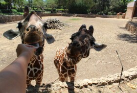Посещение зоопарка Сафари