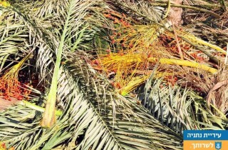 Муниципалитет начинает обрезку пальмовых ветвей