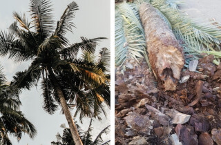 Ради безопасности граждан - в Нетании будут вырублены пальмы