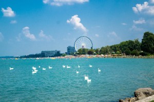Swan flock on the Balaton lake in Siofok with Ferris wheel in the background