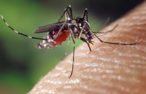 Опасные комары в Нетании